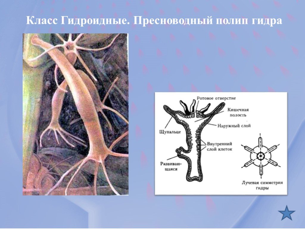 Кракен маркетплейс kr2connect co